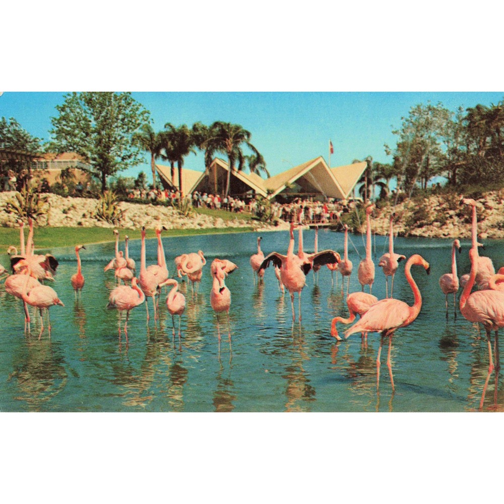 Vtg Busch Gardens Tampa Florida Flamingo Lagoon Mid Century Pavilion Postcard - Picture 1 of 2